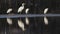 White Egrets Egretta alba watch and rest on the edge of a shallow lake at sunset.