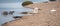 White egrets fighting at the Santa Clara river at Surfers Knoll in Ventura California USA