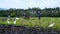 White egrets fly as Farm worker uses hand tractor plowing machine to prepare for rice planting