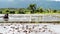 White egrets fly as Farm worker uses hand tractor plowing machine to prepare for rice planting