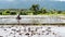 White egrets fly as Farm worker uses hand tractor plowing machine to prepare for rice planting