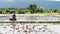 White egrets fly as Farm worker uses hand tractor plowing machine to prepare for rice planting