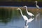 White Egrets and a Heron Hunting for Fish