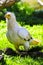 White Egyptian Vulture