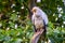 White egyptian vulture in closeup, tropical scavenger bird specie from Africa