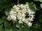 White elder flower with green leaves in background