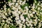 White elder flower  Sambucus close up macro shot