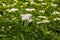 White elder flowers among green leaves, elder flowering