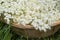 White elder flowers in a wicker basket