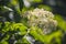 White elderflower and green leaves, close up view