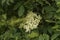 White elderflower in spring close-up with blurred parts, outdoor on light green background