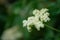 White elderflowers with green bokeh