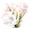 White Elegance: Detailed Watercolor Gladiolus Illustration