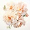 White Elegance Watercolor Painting: Peach And White Flowers On White Background