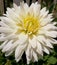 White elegant dahlia in the garden