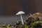 White elegant mushroom in forest