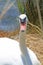 White elegant Swan female with very long necks and beaks