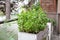 A white elevated garden planter sits on an apartment patio full of basil plants