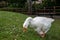 White Emden goose eating grass and daisies by the River Nene, March, Cambridgeshire