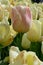 White Emperor Tulips at Windmill Island Tulip Garden