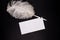 White empty envelope with retro feather pen on black background