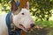 White English Bull Terrier