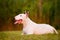 White english bull terrier dog