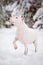 White english bull terrier winter portrait