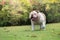 white english bulldog laugh and run on green grass at public par