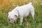 White English Bulldog walk in field, sniffs grass