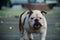 White english bulldog walking on the street