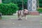 White english bulldog walking in the walkway at public park