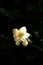 White English dogwood flower, Philadelphus coronarius, sweet mock-orange flowering plant in full bloom, backlit in the morning sun