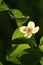 White English dogwood flower, Philadelphus coronarius, sweet mock-orange flowering plant in full bloom, backlit in the morning sun