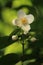 White English dogwood flower, Philadelphus coronarius, sweet mock-orange flowering plant in full bloom, in the morning sun, close-