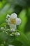 White English dogwood flower, Philadelphus coronarius, sweet mock-orange flowering plant in summer rain with raindrops on petals