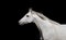 White English thoroughbred horse on a black background