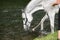 White English Thoroughbred horse in river