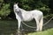 White English Thoroughbred horse in river