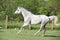 White English Thoroughbred horse running in paddock