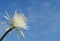 White Epiphyllum Anguliger flower.