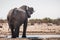 White Etosha Elephant Drinking from Tobiroen Waterhole in Namibia