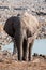 White Etosha Elephant Standing at Okaukuejo Waterhole