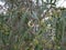 white eucalyptus flowers and  new bud on a branch on a spring day. blue-leaved oil mallee. Eucalyptus polybractea.