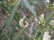 White eucalyptus flowers and  new bud on a branch on a spring day. blue-leaved oil mallee. Eucalyptus polybractea.