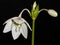 White Eucharis flower - home plant