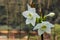 White Eucharis flowers against green field with Selective Focus on the Subject. Flower wallpaper