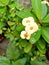 White Euphorbia flower plant with green leaves having an ant on it.