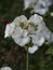 A white euphorbia milii flower