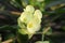 White Euphorbia milii flower